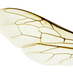 BeesWing.net (@beeswingnet) Twitter profile photo BeesWing.net (@beeswingnet) Twitter profile photo