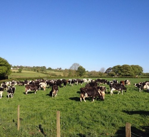 Dairy farmer, Nuffield Scholar, Cheese maker and Farm Consultant.