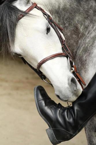 #TeamEquitation #Chevaux #Poney #SportEquestre #allerlesvestesbleues #♥♥♥