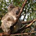 Julie Pleace 🐨 (@tall_trees22) Twitter profile photo Julie Pleace 🐨 (@tall_trees22) Twitter profile photo