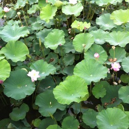 longdrawn's profile picture. China  frozen seafood