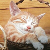 ホワイトアイスバーンり.とのり (@naviaim) 's Twitter Profile