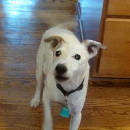 ilovemydog456's profile picture. 