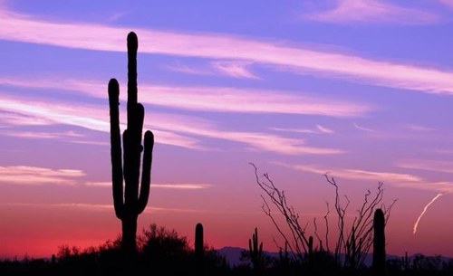 yellwulf's profile picture. 