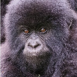 sue_earnshaw's profile picture. 1pic=1000 words. Wildife, the world and its creatures, my view of the world.