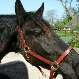 hou van paarden en paardrijden