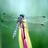 DragonflyWoodcr's profile image