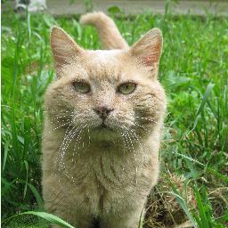Profilo twitter ufficiale del Gattile Comunale di Ferrara gestito da A Coda Alta Onlus