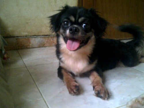 ♥̸̨ ÃįƙØ•°˚°•©ĦȇƦ®įS̤̈ ♥̸̨