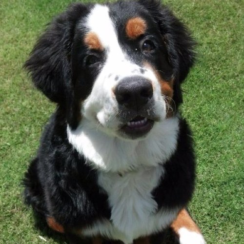 Hi my name is Lala, Im from Flagstaff and now currently live in Chandler with my adpoted dad, Nate. Im just a chill puppy with lots of toys and a big backyard.