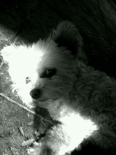 ImSoFluffy_13's profile picture. Lifes good when you have Jamie as an owner • I am a 3-legged doggie & a #BelieberDog ♥ I want to be Besties with Tuts.