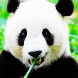 都の西北5年目の渋谷出没系パンダ。大学・外資系就活ネタ、クラブミュージック、グルメ雑感的なつぶやきが多め。ときどき乃木坂付近の美術・芸術界隈でも活動しています。