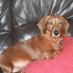 XDMeggy's profile picture. 