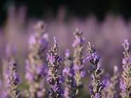 rose_silence's profile picture. 