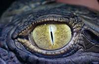 croco_DiL00 Profile Picture