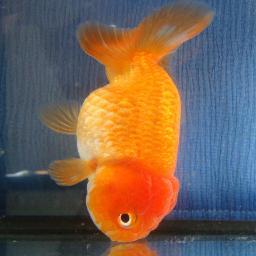 GOLDFISH RULE!!!!!