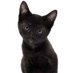 BLACK CAT HOLISTIC RESCUE is a non profit, no kill rescue. We specialize in saving black cats and providing them with holistic health care and services.