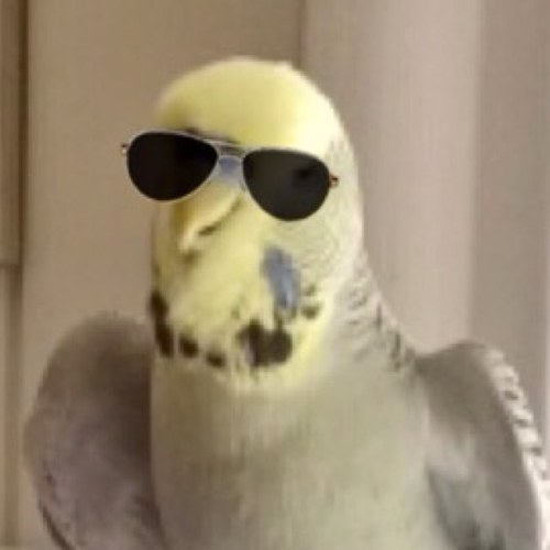 An english budgie. Living in Norway. I like to climb. If I had an e-mail adress it would be: ekko.ekko.@.ekko.