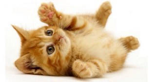 Awesomeness_96's profile picture. My profile says AWESOMENESS, but it should reallly be RANDOMNESS!
(1D: Raise Your Hands If You Know Who They Are!) WOO