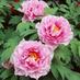 Btown Garden Center (@btowngardens) Twitter profile photo