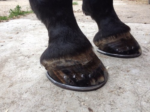 Farrier for chapel forge farriers ltd lambourn