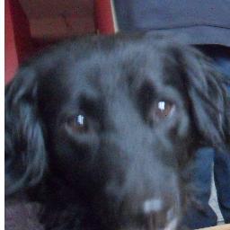 ptitangedu55's profile picture. 