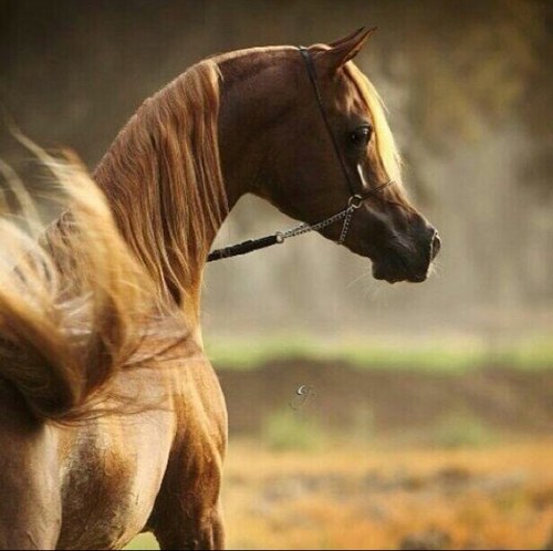 الخيل معقود في نواصيها الخير الى يوم القيامه
