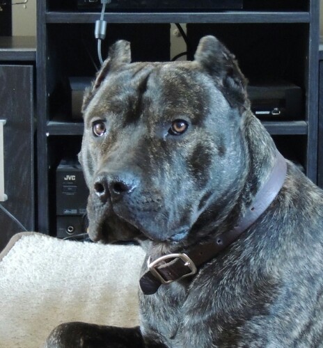 AdenHoch's profile picture. 