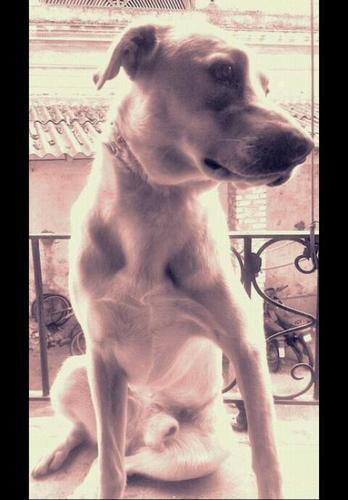 Me gusta morderlo todo, soy muy ladrador, me encanta qmi mare me saque a pasear y escaparme de vez en cuando, I love verano pa salir con mis amigos perros
