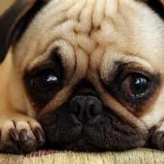 porque tu mascota es lo mas importante, aqui hay consejos, experiencias y todo lo que a nuestro mejor amigo le encantará
