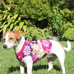 Relieves Dog Anxiety With Comfortable, Constant Compression.
