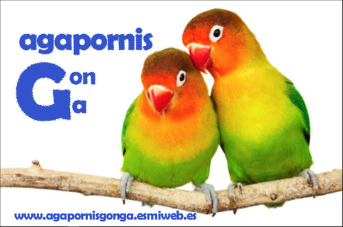 Cría y Venta de Agapornis Fischeri, Personatas y Roseicolli.
También disponemos de papilleros.
Cría selecta en jaulones de metro y voladeras de exterior.