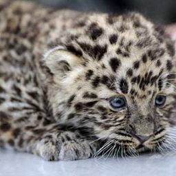 I love cats!!!!!