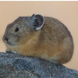 @mlp_scientistG's new pet pika! Currently trying to get an animated picture.