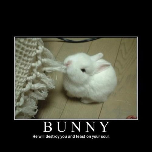 I lyke followers and bunnies, lol. And I follow back!