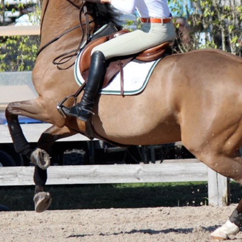 prettyinpikeur's profile picture. teenage equestrian