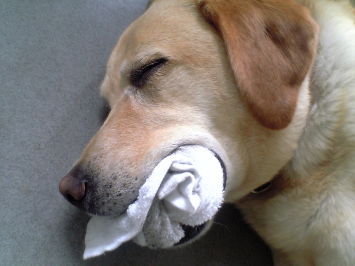 ayutakuchichi's profile picture. 馬、相撲、温泉、グルメ、鉄ヲタネタ、交通情報の役に立つ情報つぶやき(のつもり)