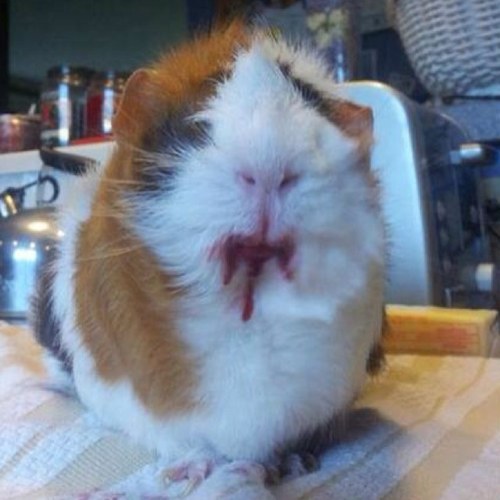 janinelym's profile picture. 