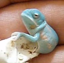 supermeleon's profile picture. I love chameleons. i'm gathering information about them so I can have one at home. カメレオンが好きすぎて、情報集めています。ゆくゆくは、自分のカメレオンに関するウェブサイトを立ち上げる予定です。