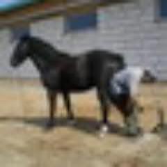 1hooftrimmer's profile picture. Vectorial trimming for horses hoofs.