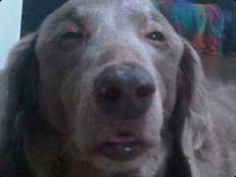 FaggotClub's profile picture. 