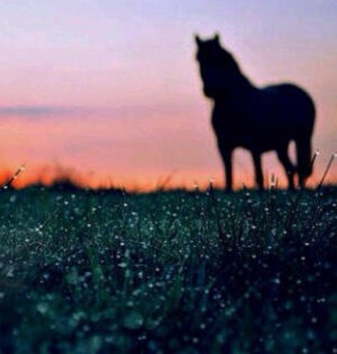 سبحان الله وبحمده سبحان الله العظيم ♥
