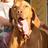 vizslaatchoo's profile image