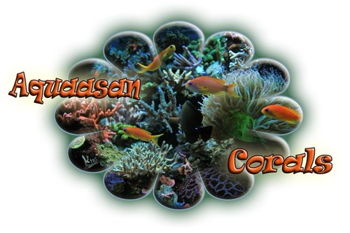 Bezoek ons voor al uw zeewater aquarium benodigdheden zoals koralen, vissen, techniek en een goed advies. Laat u verassen door het uitgebreidde assortiment.