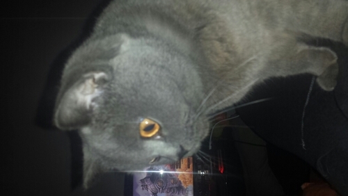 Welcome to the Kingdom !! My name is Pickles! I'm from Australia and you will see me playing World Of Warcraft