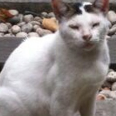 Official Twitter account of Lord Chancellor (Morel), the Iskat