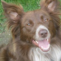 likes to be called T  - 3 yr old  brown & white Border Collie. Loves to swim & play ball. Sister to Jack @Jack_Scott_Dog.
