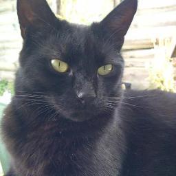 I'm a big fat happy cat, a Bombay, I like food,treats,toys, food and more food.