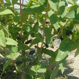 Organic Super Fruits in Northern Ontario with Haskap, Saskatoon, Cherries,  North America's only Haskap winery & Eastern Canada's largest Haskap Orchard