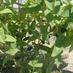 Boreal Berry Farm (@borealwinery) Twitter profile photo Boreal Berry Farm (@borealwinery) Twitter profile photo